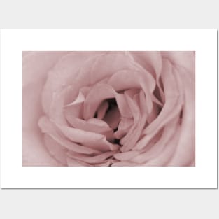 Close up of Pink Rose Flower Posters and Art